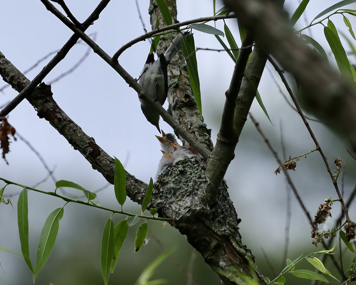 Blue-gray Gnatcatcher - ML618567041