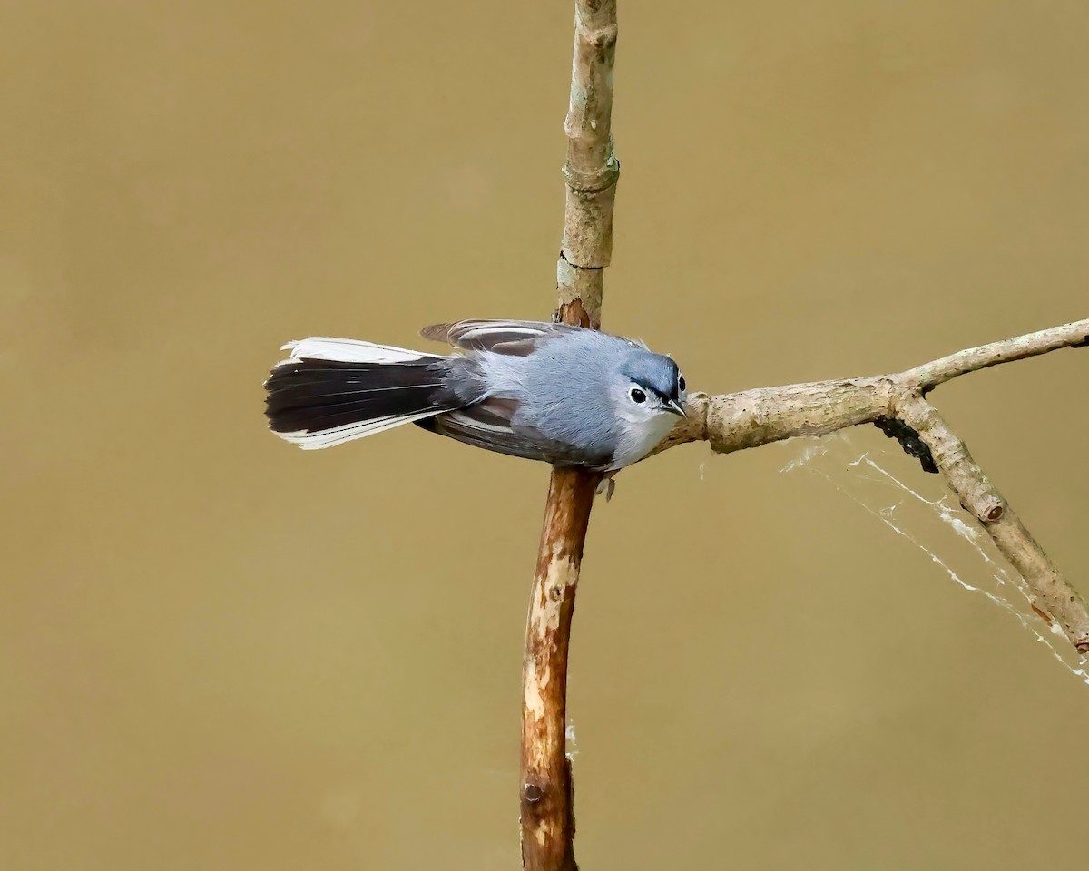 Blue-gray Gnatcatcher - ML618567042