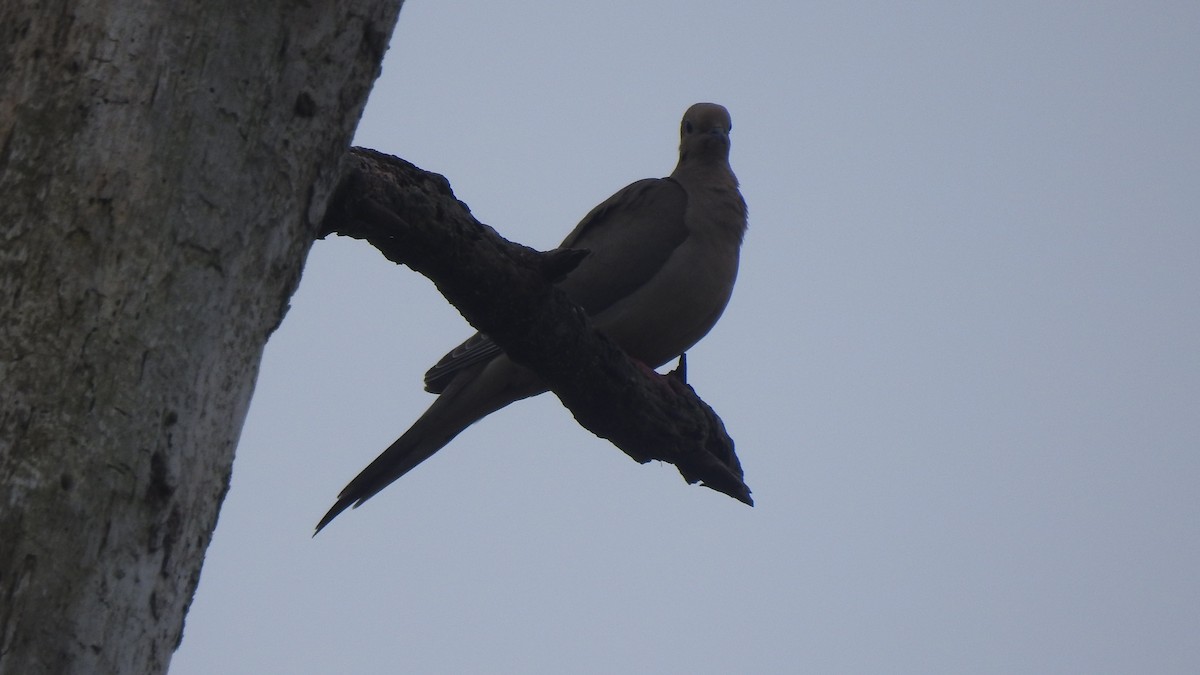 Mourning Dove - ML618567077