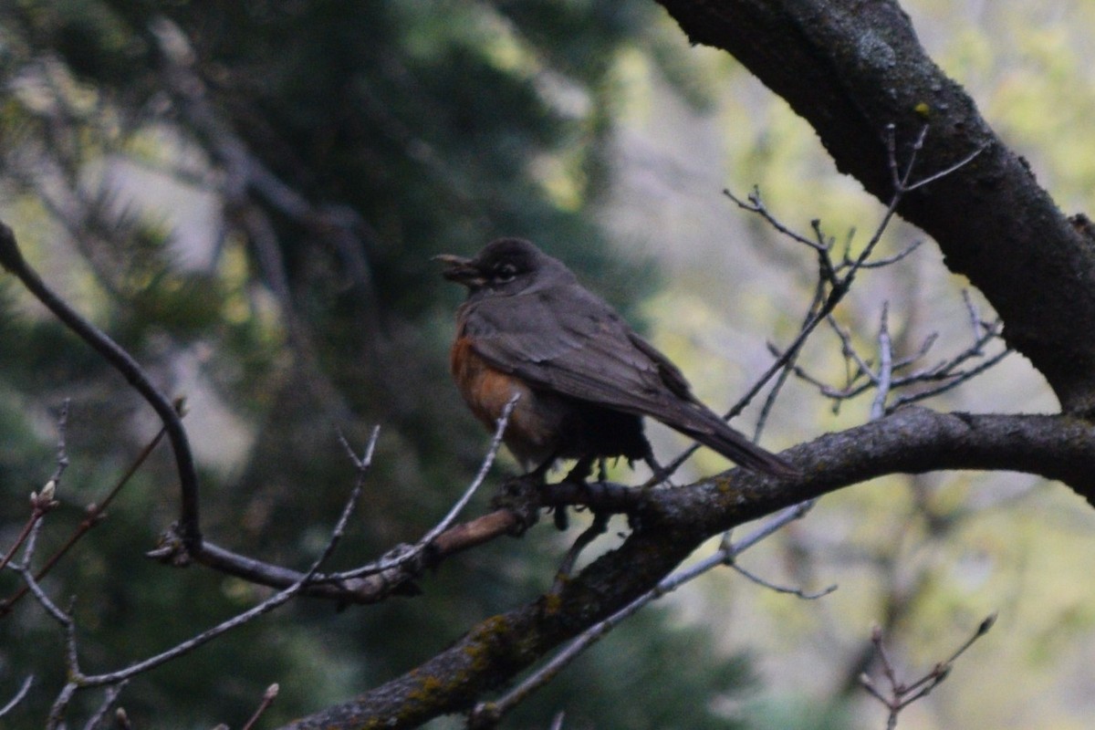 American Robin - ML618567135