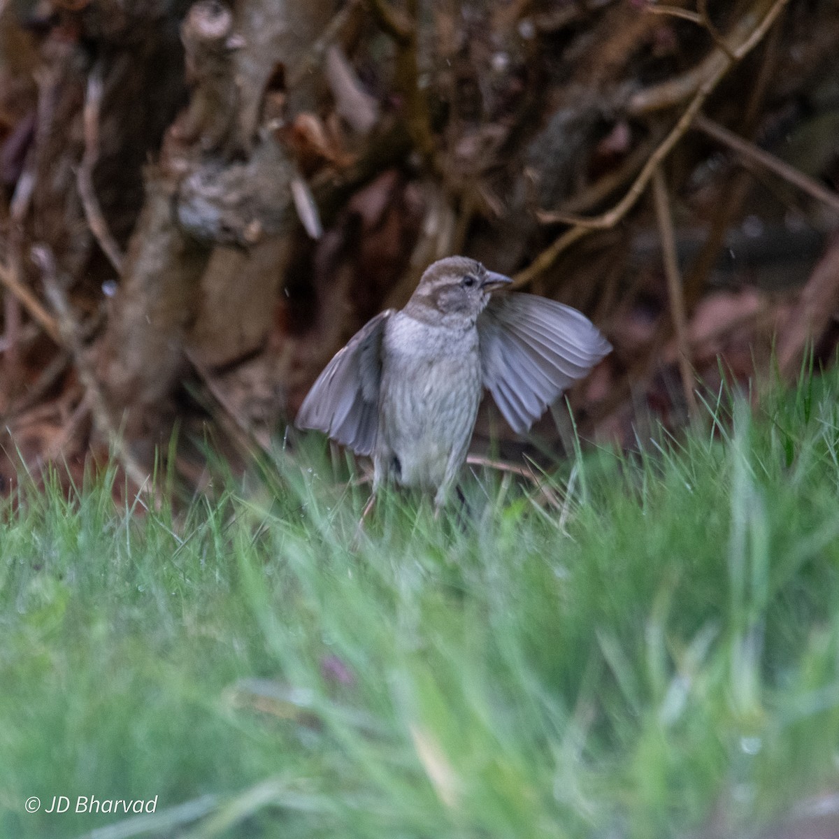 House Sparrow - ML618567156