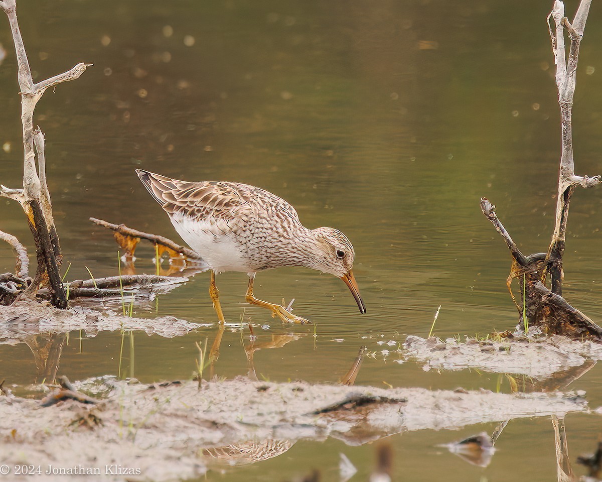 Pectoral Sandpiper - Jonathan Klizas