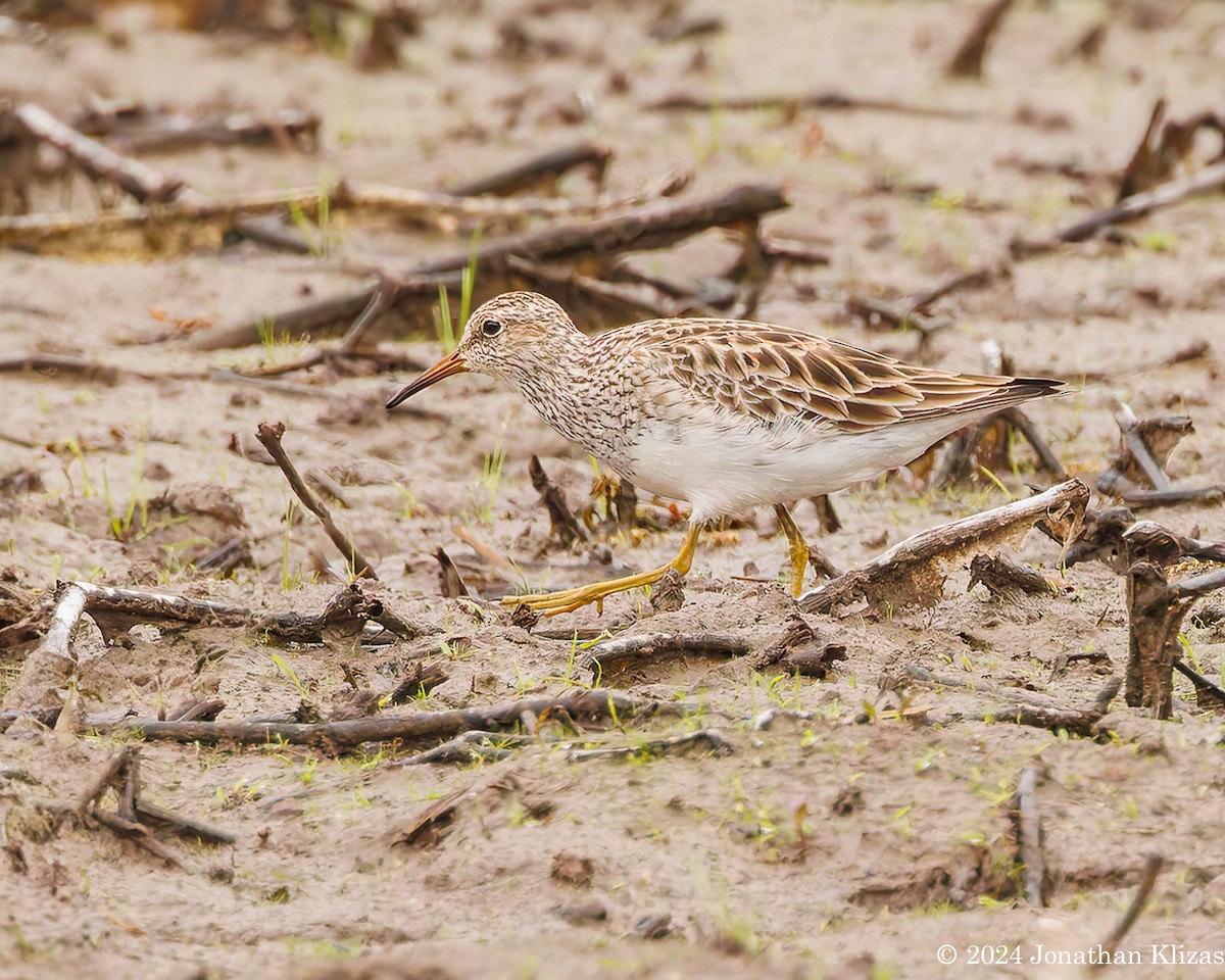 Pectoral Sandpiper - ML618567159