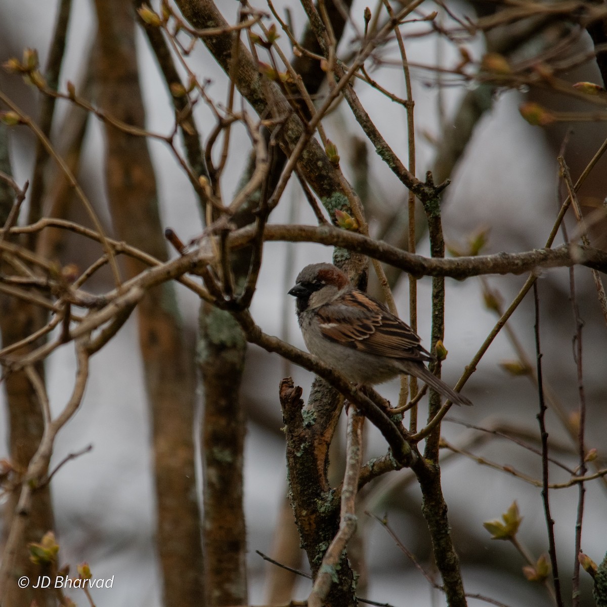 House Sparrow - ML618567162