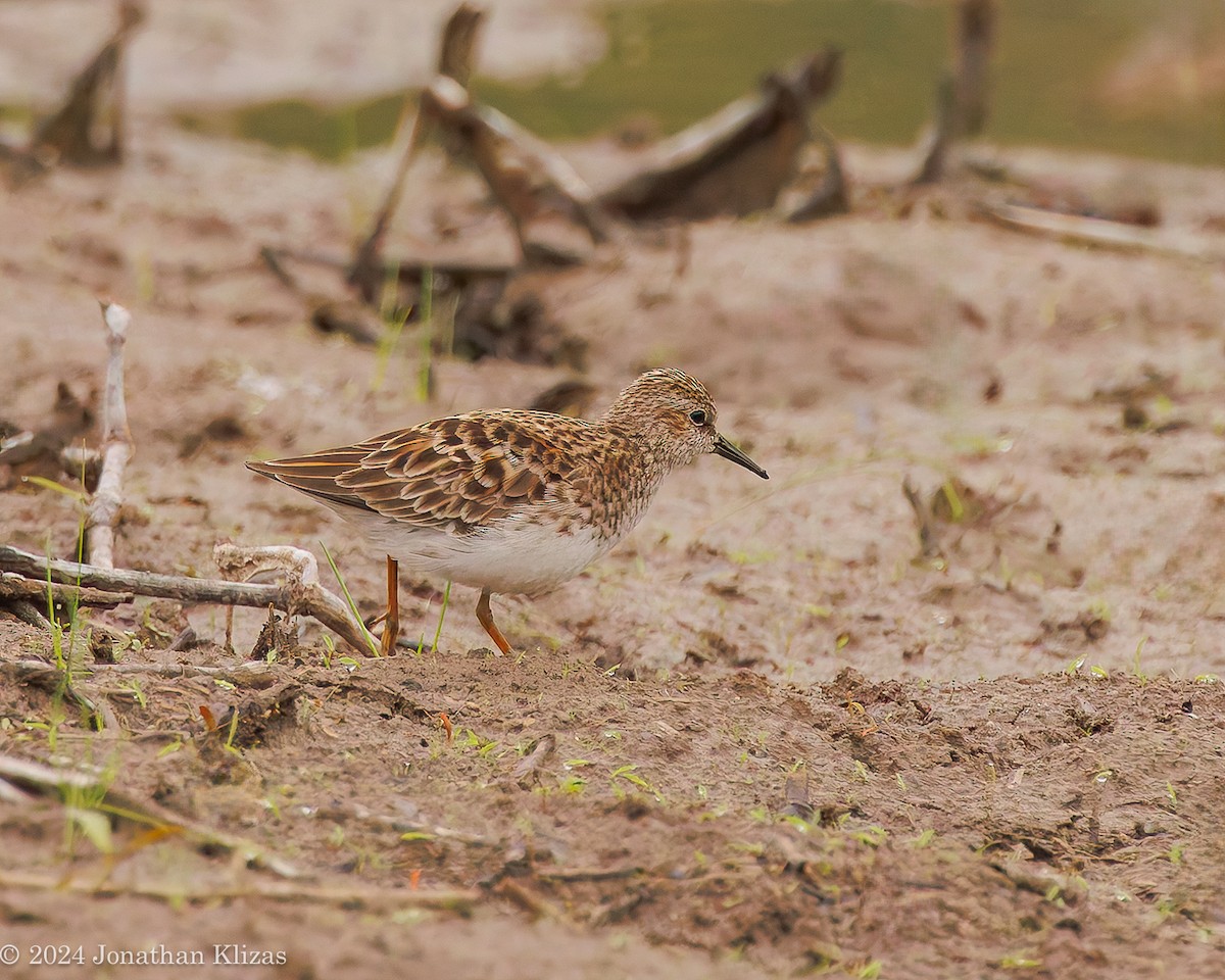 pygmésnipe - ML618567172