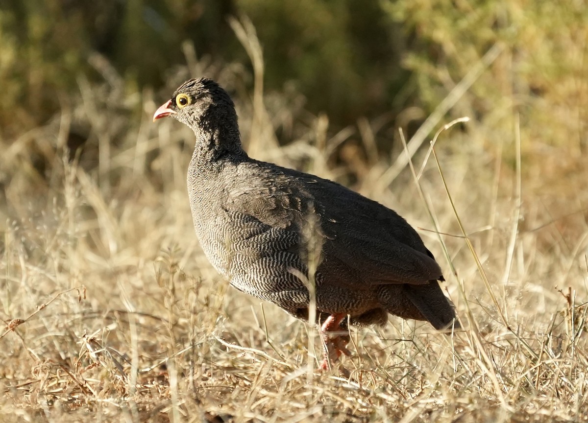 Red-billed Spurfowl - ML618567175