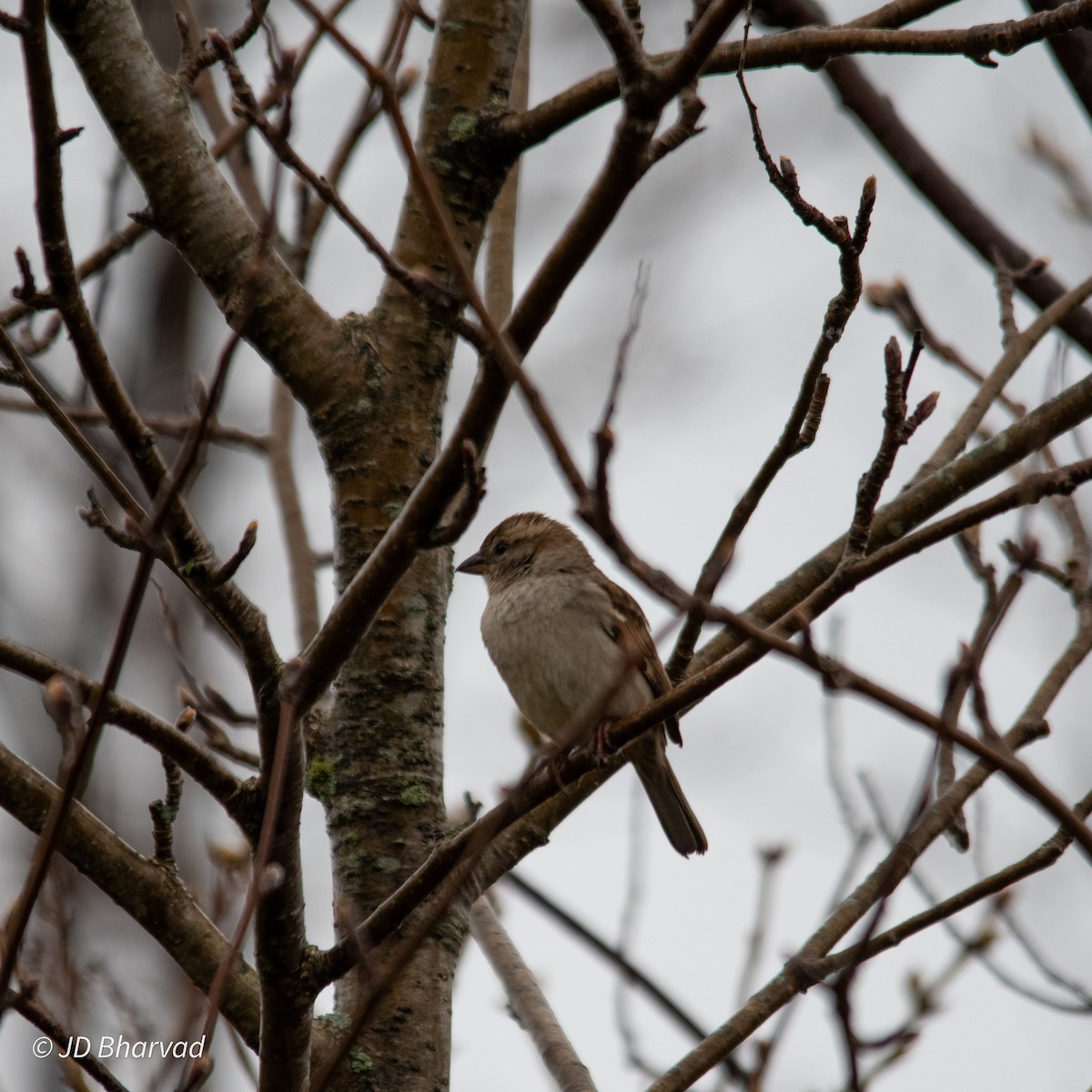 House Sparrow - ML618567177