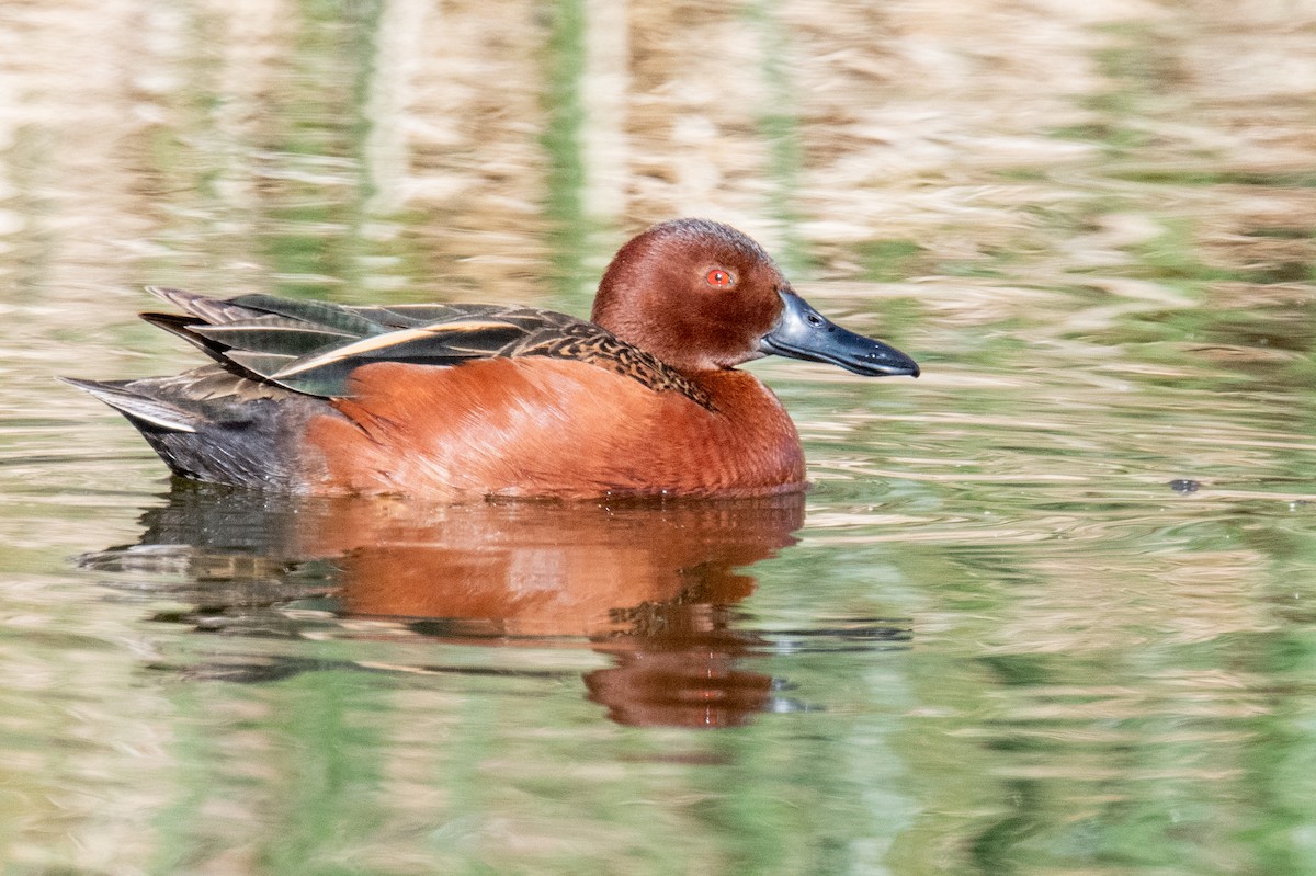 Cinnamon Teal - ML618567183