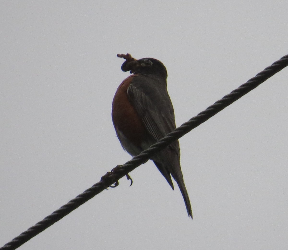 American Robin - ML618567195