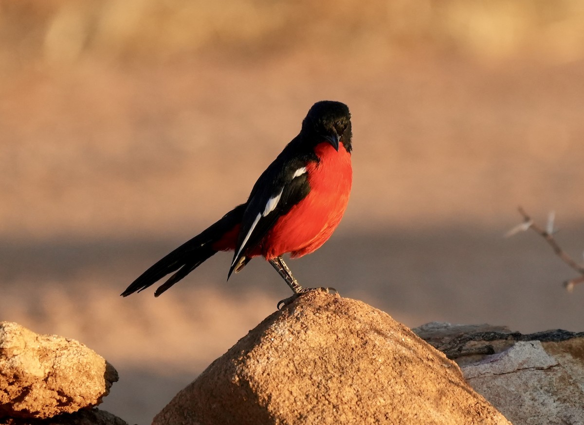 Crimson-breasted Gonolek - ML618567197