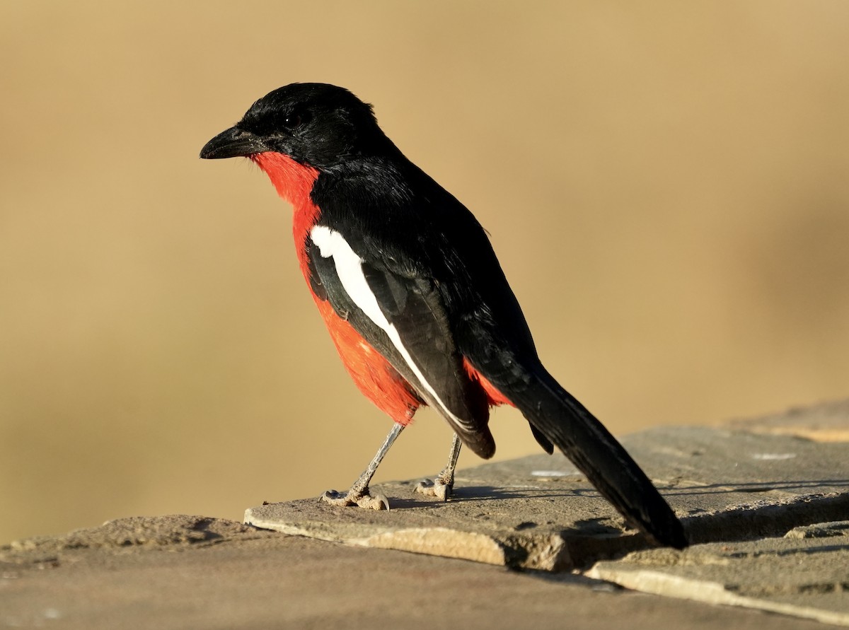 Crimson-breasted Gonolek - ML618567199