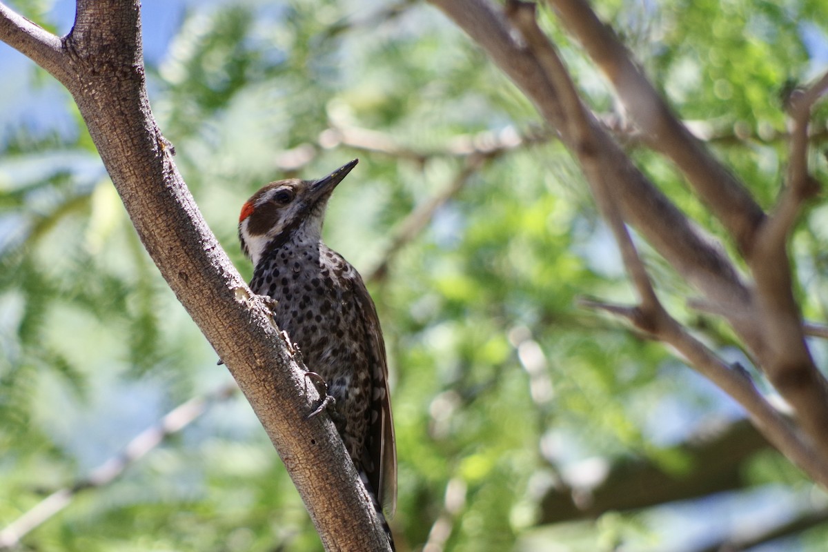 Arizona Woodpecker - Alex Patia