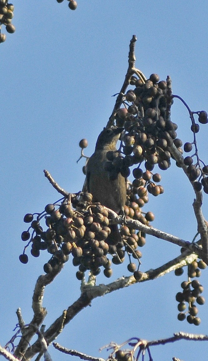 Shiny Cowbird - ML618567204