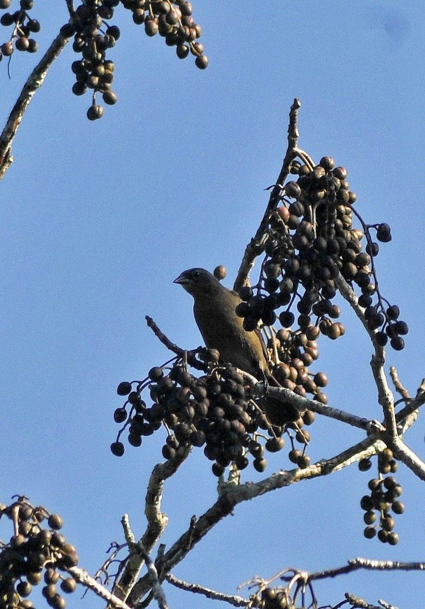 Shiny Cowbird - ML618567206