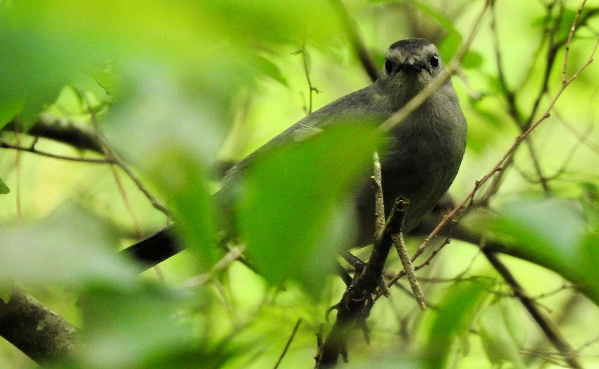 Gray Catbird - Gary Hunter