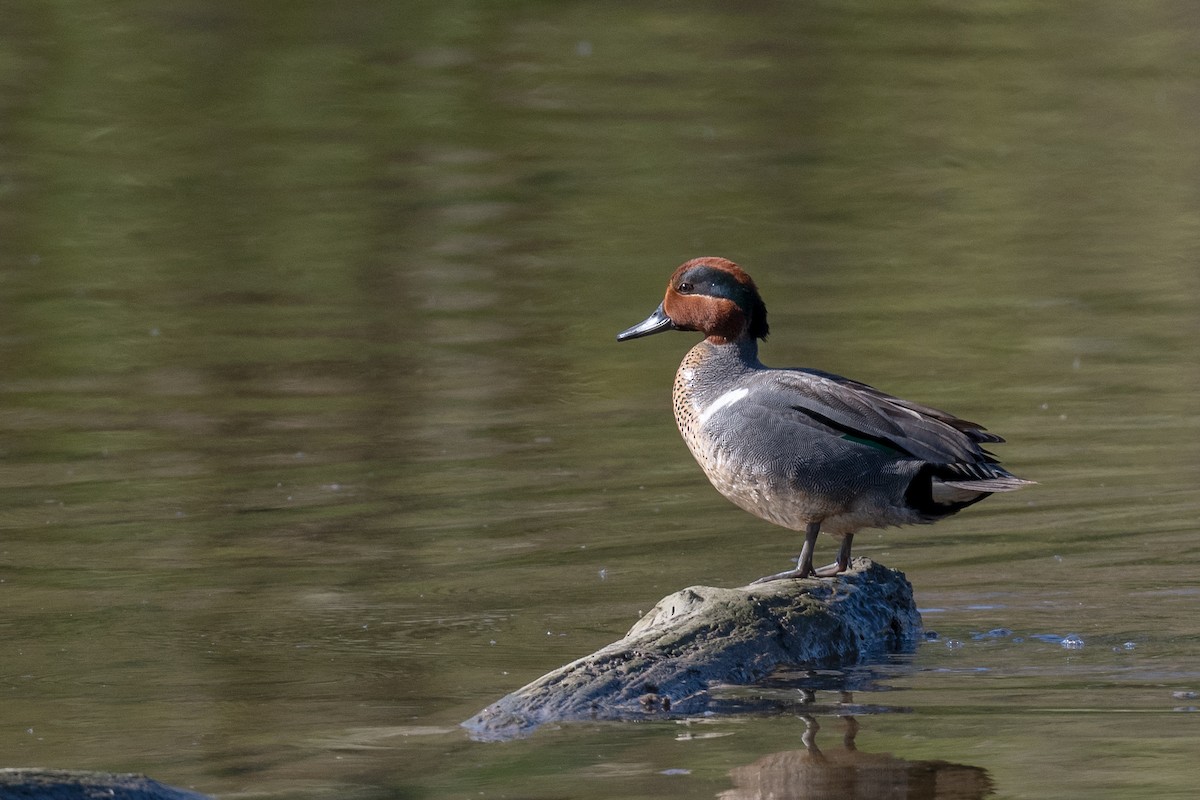 Green-winged Teal - ML618567254