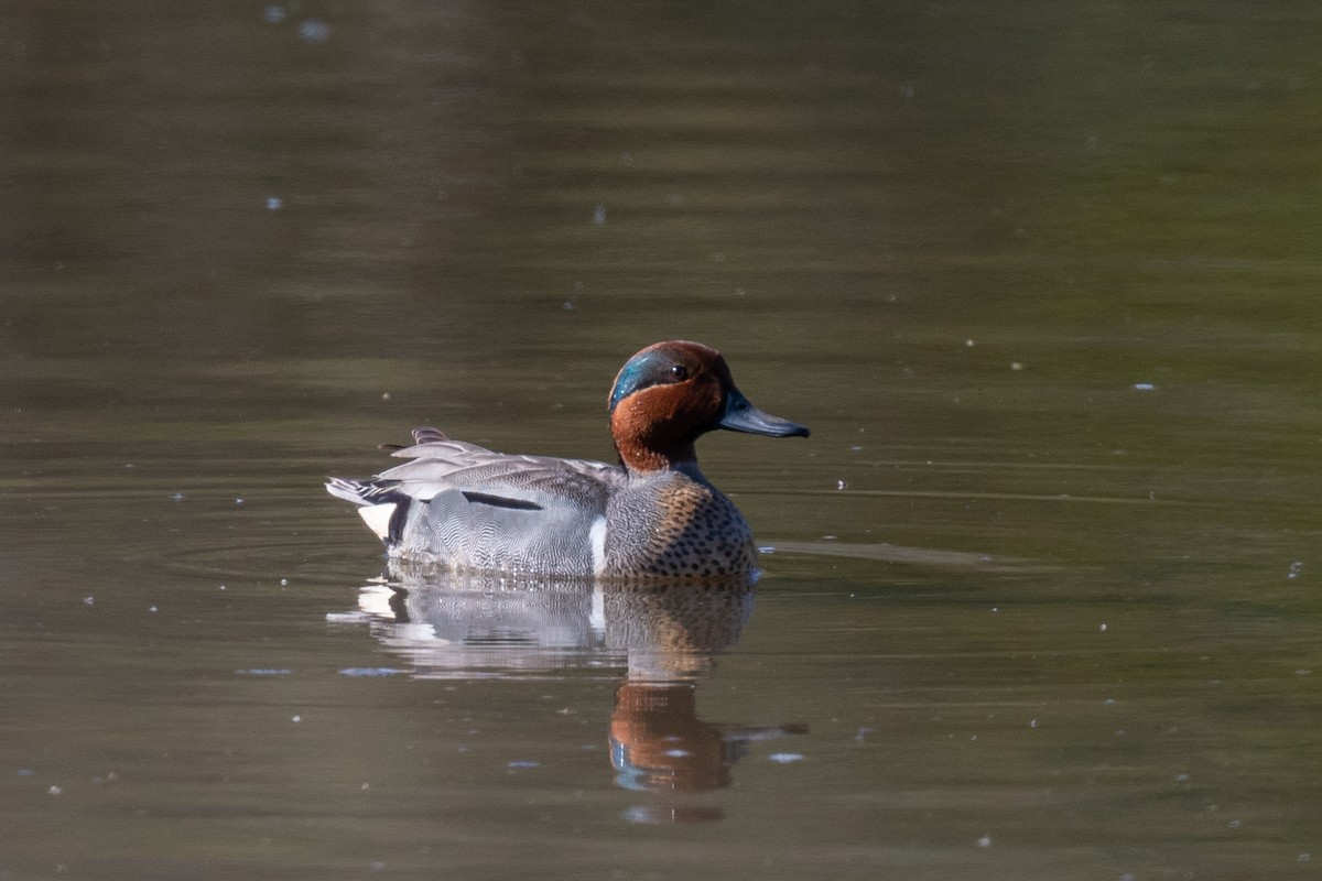 Green-winged Teal - ML618567263