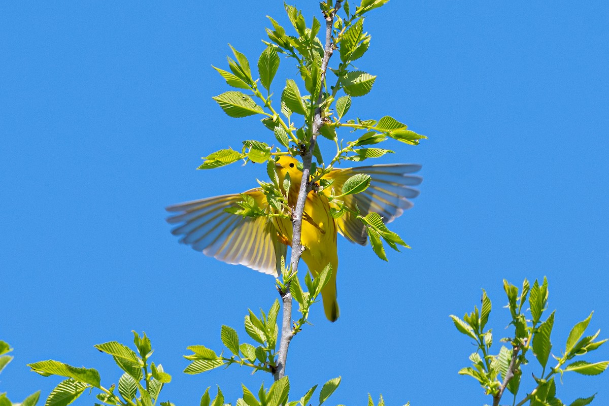 Yellow Warbler - Annette McClellan