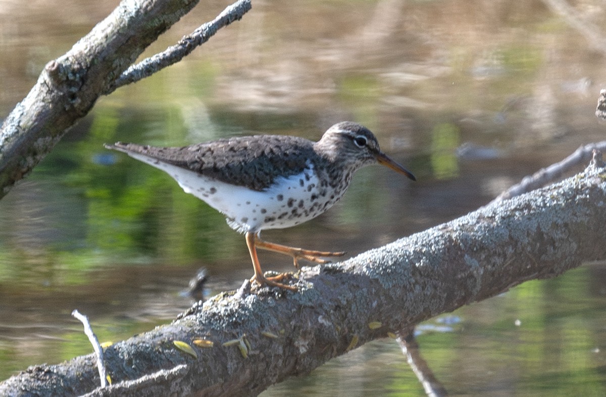 Spotted Sandpiper - Annette McClellan