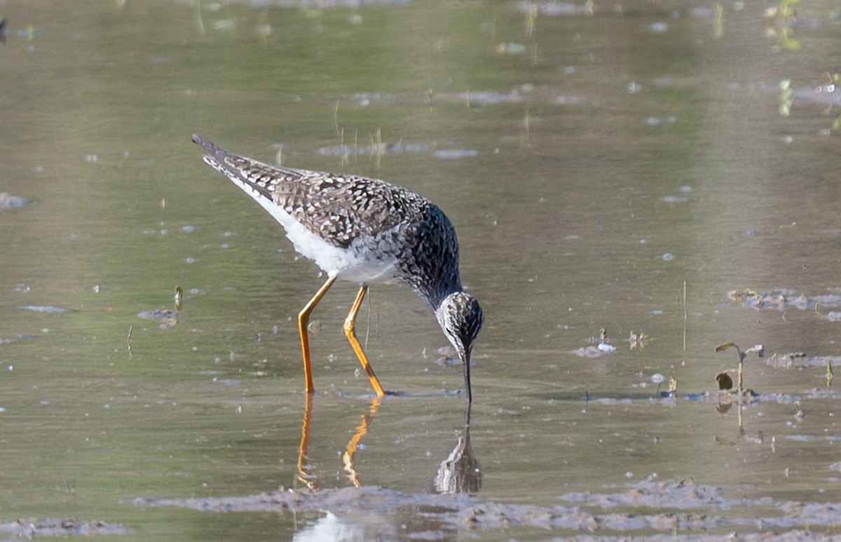 Lesser Yellowlegs - Annette McClellan