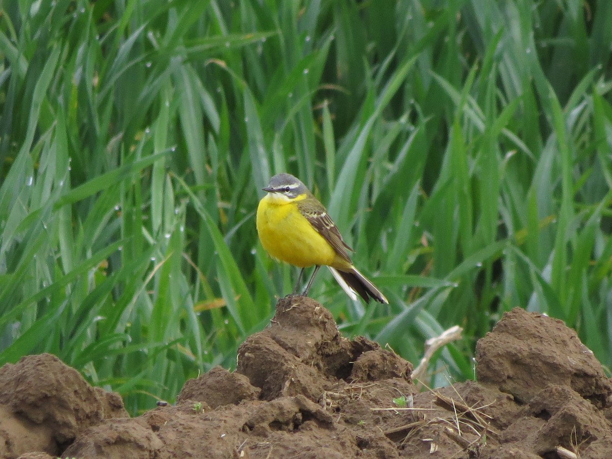 Western Yellow Wagtail - ML618567295
