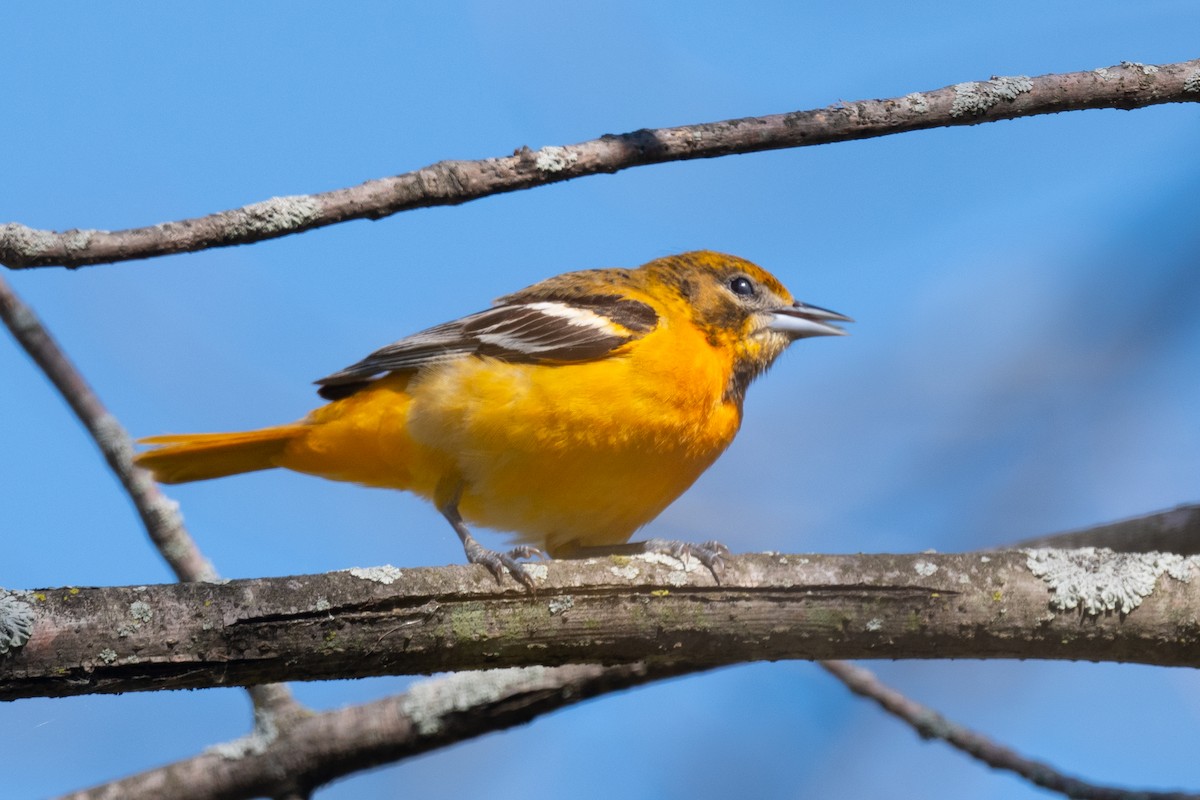 Baltimore Oriole - Annette McClellan