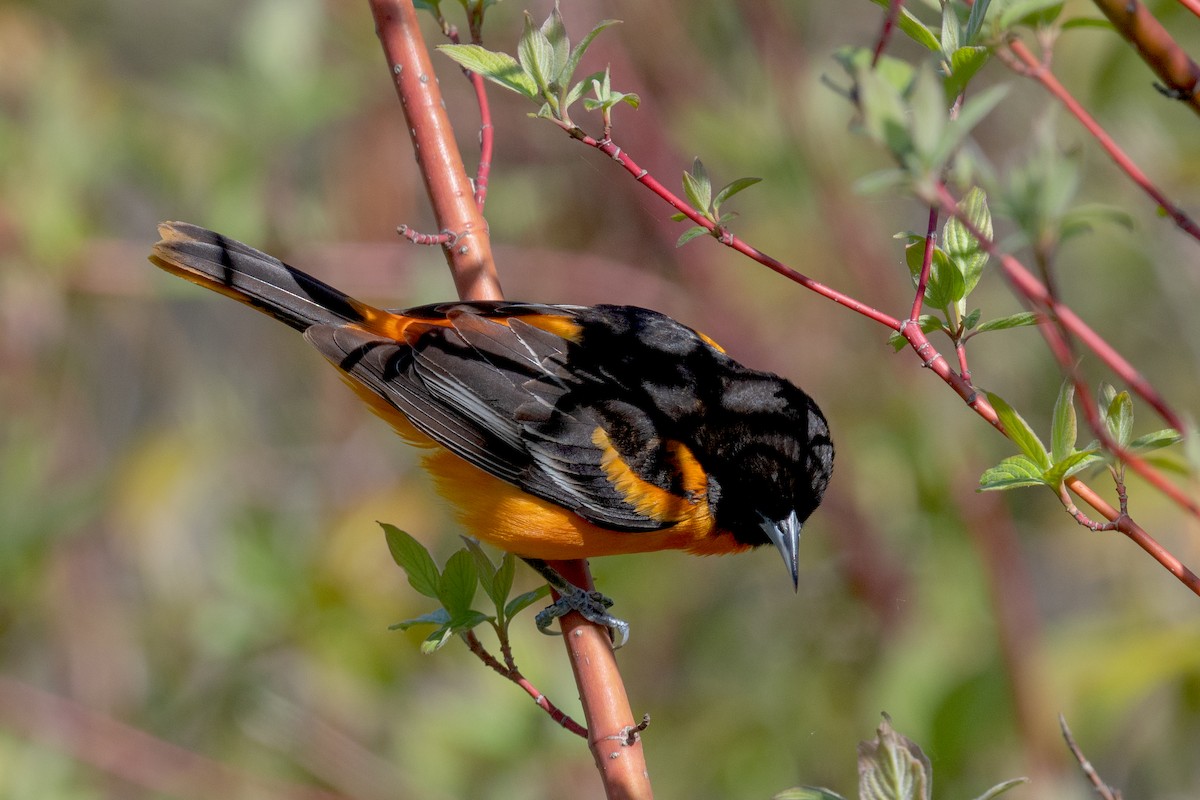 Baltimore Oriole - Annette McClellan