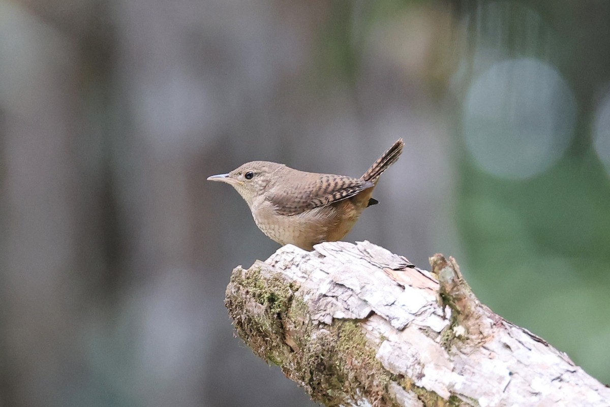 House Wren - ML618567350