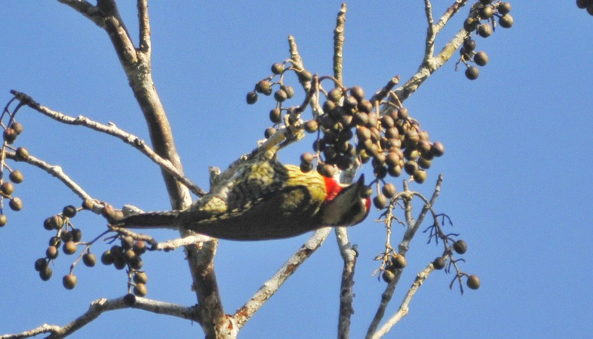 Cuban Green Woodpecker - Delvis Yamila Sáez Hernández