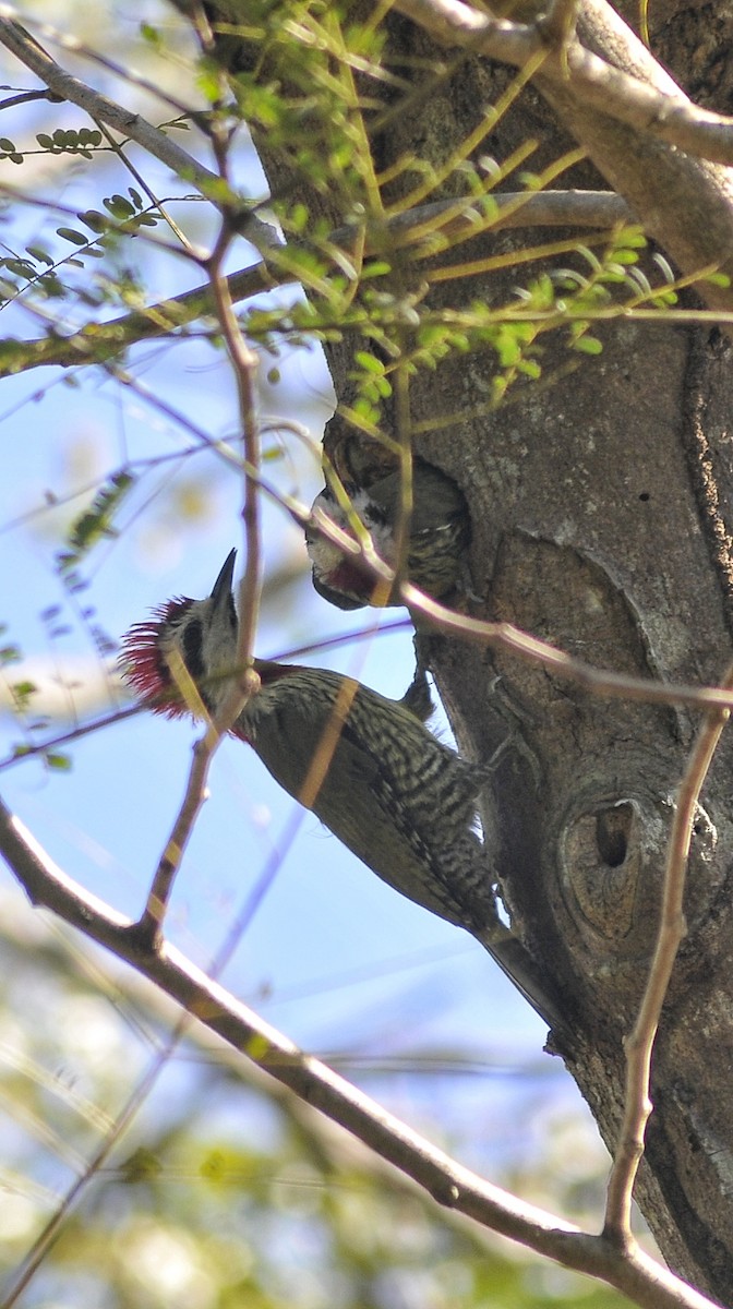 Cuban Green Woodpecker - Delvis Yamila Sáez Hernández