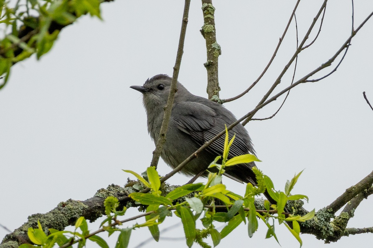Gray Catbird - ML618567355