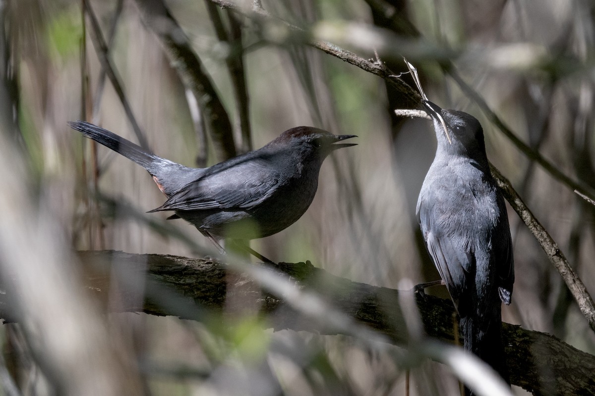 Gray Catbird - Annette McClellan