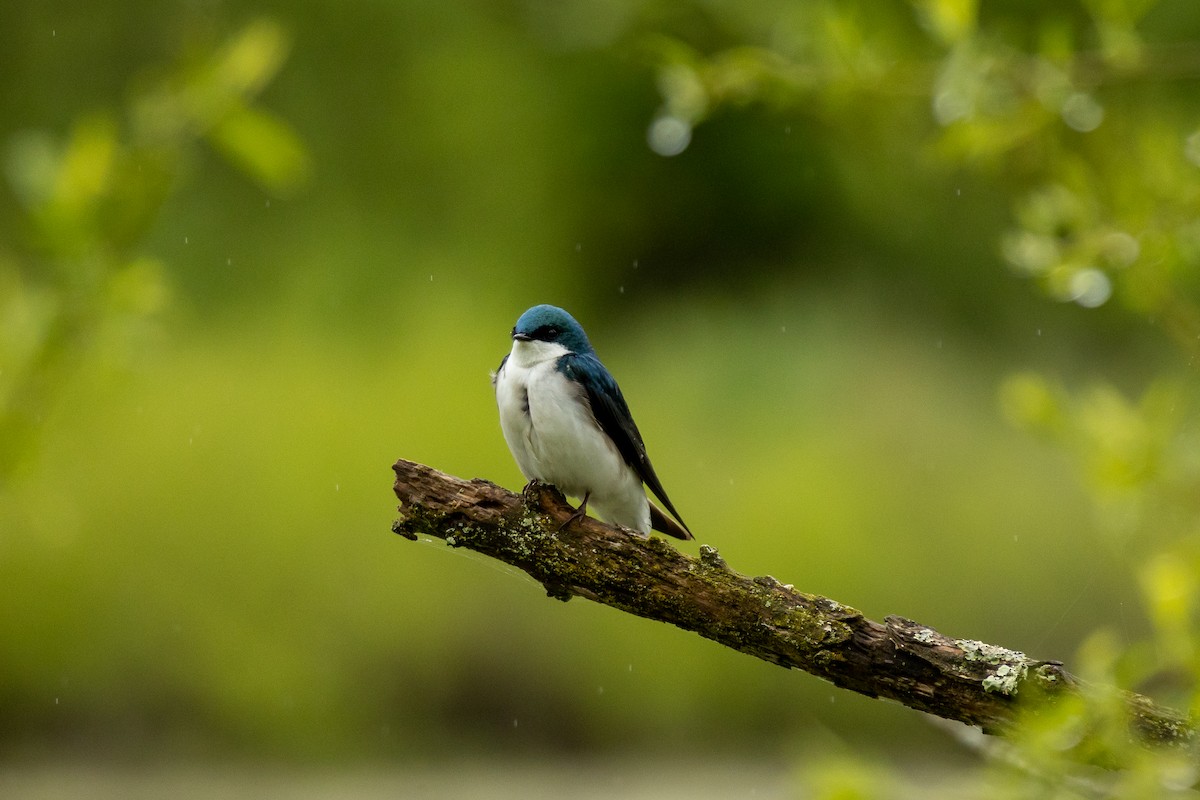Tree Swallow - ML618567365