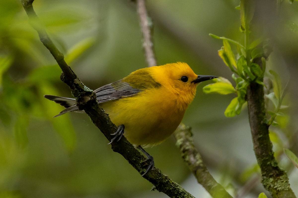 Prothonotary Warbler - ML618567369