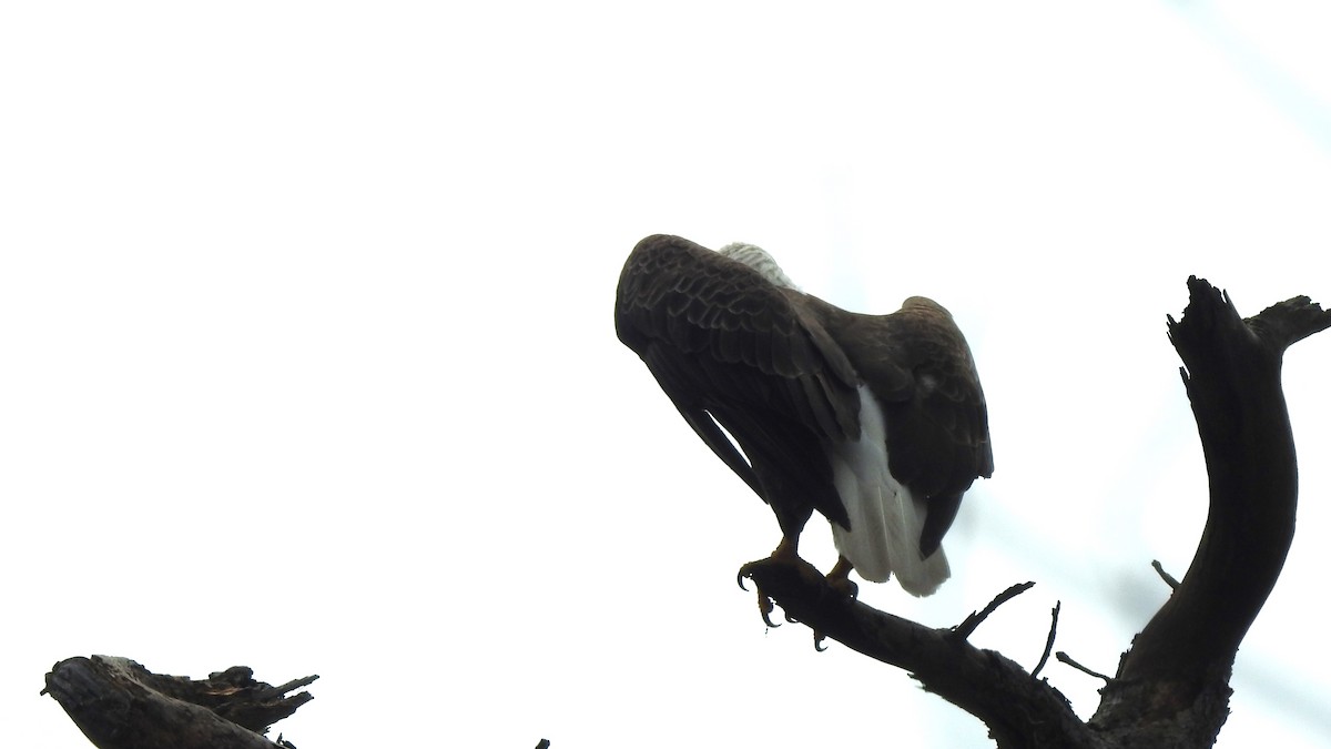 Bald Eagle - Vincent Glasser