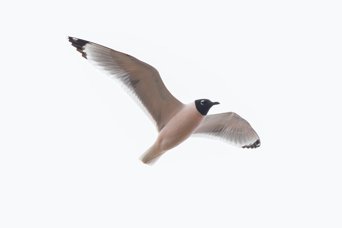 Franklin's Gull - ML618567393