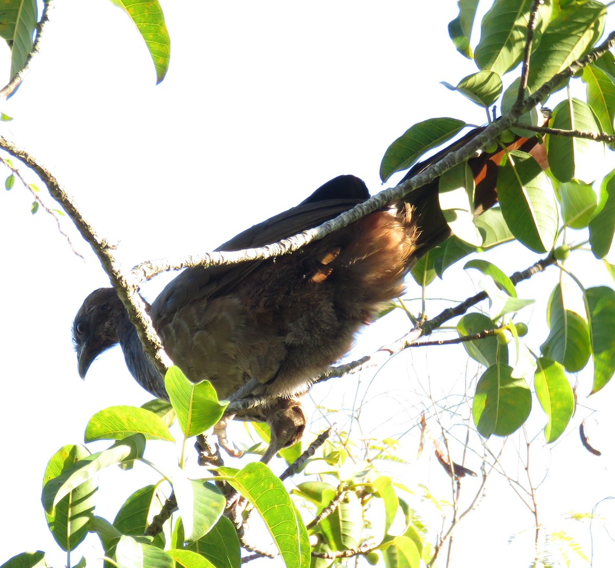 Scaled Chachalaca - ML618567403