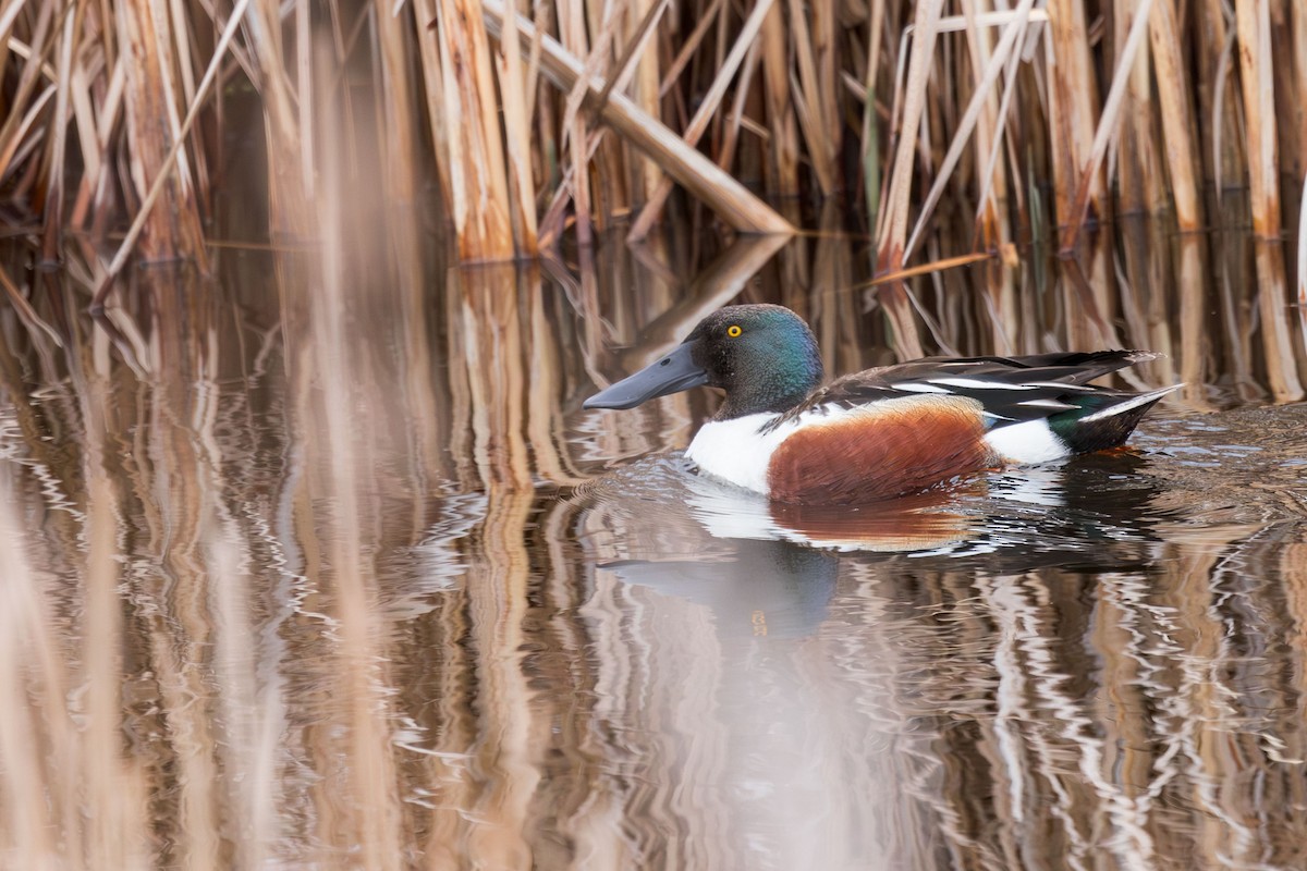 Northern Shoveler - ML618567409