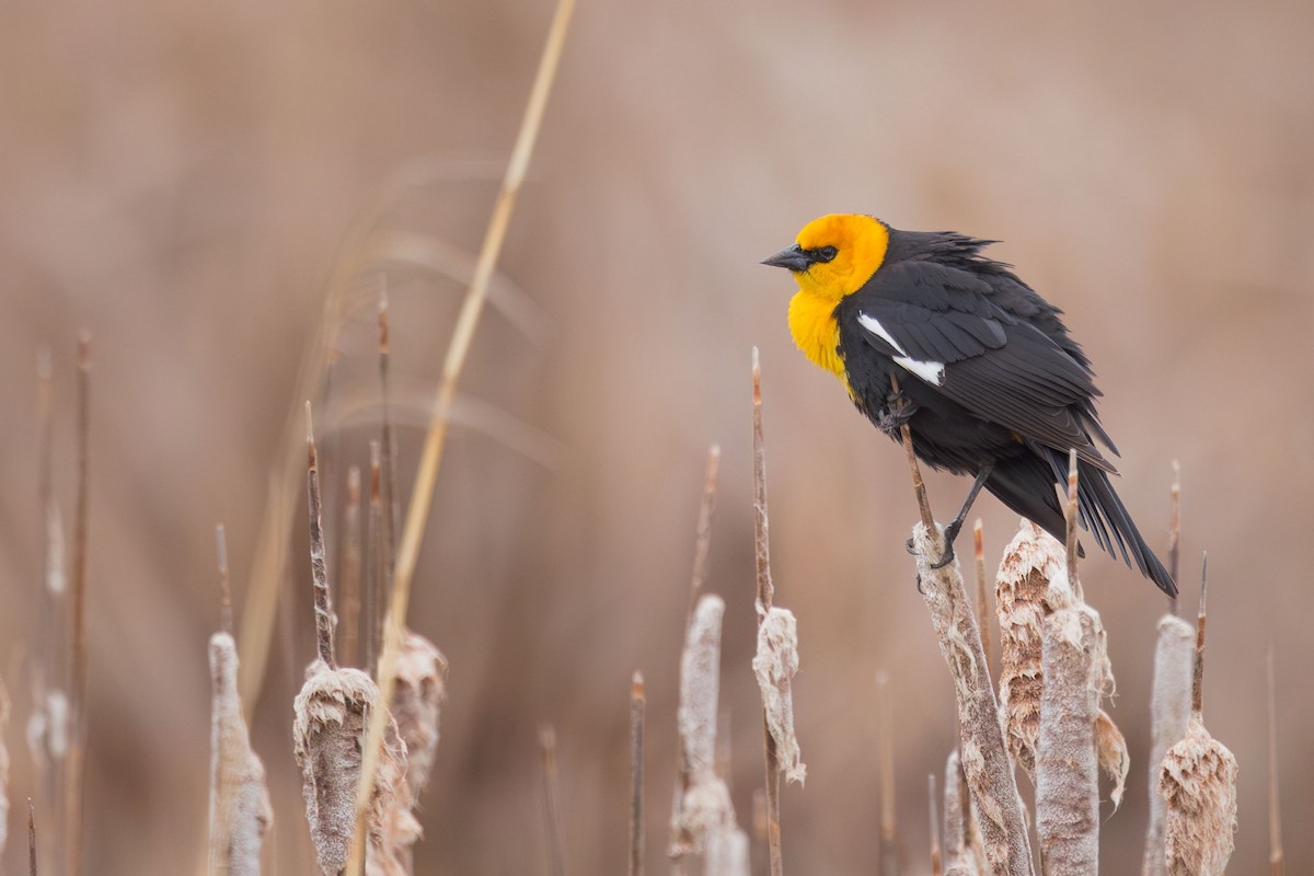 Yellow-headed Blackbird - ML618567423