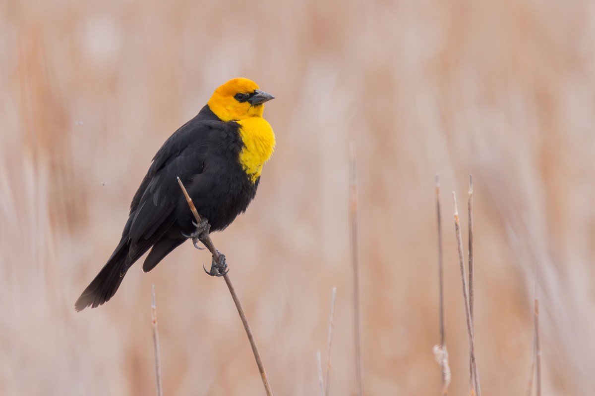 Yellow-headed Blackbird - ML618567436