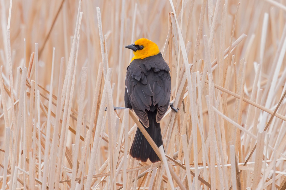 Yellow-headed Blackbird - ML618567438