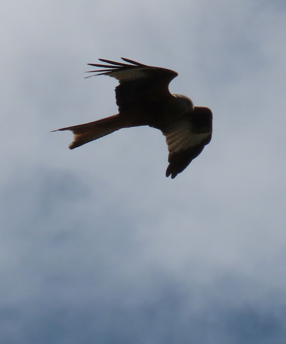 Red Kite - Thomas Brooks