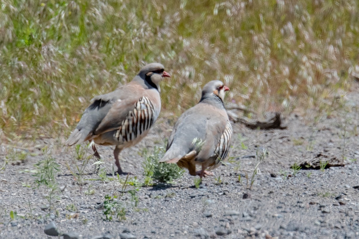 Chukar - ML618567472