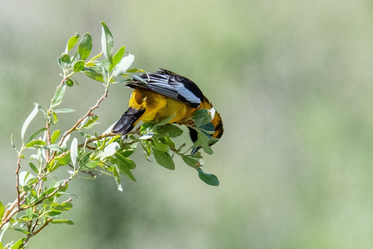 Bullock's Oriole - Jeff Bleam