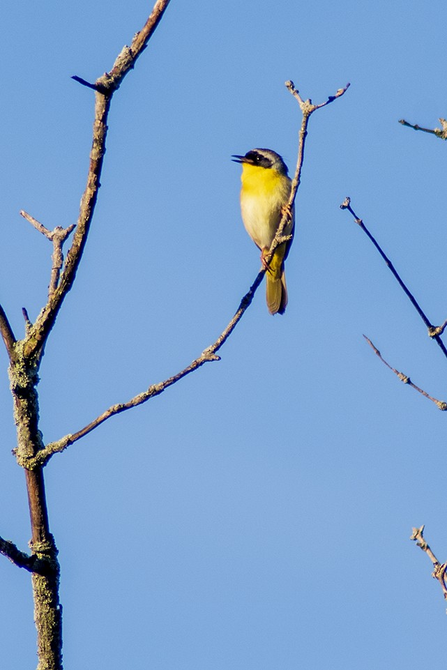 Common Yellowthroat - ML618567492