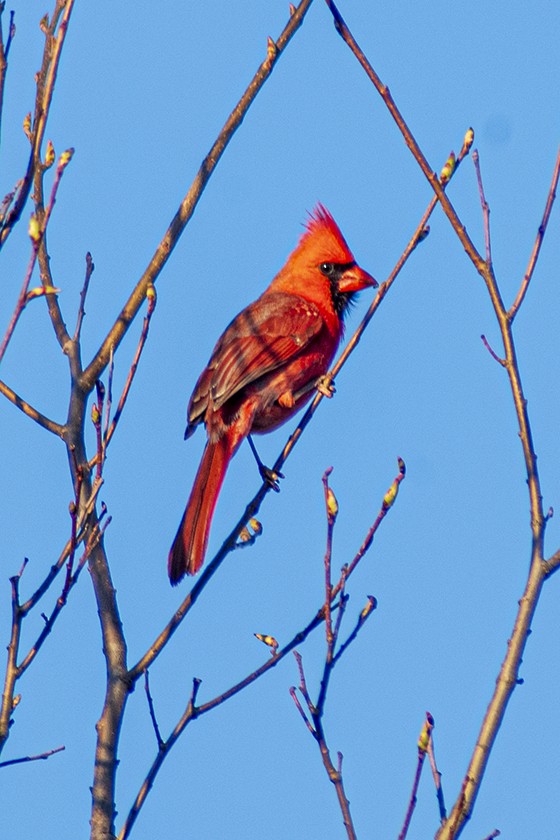 Northern Cardinal - ML618567502