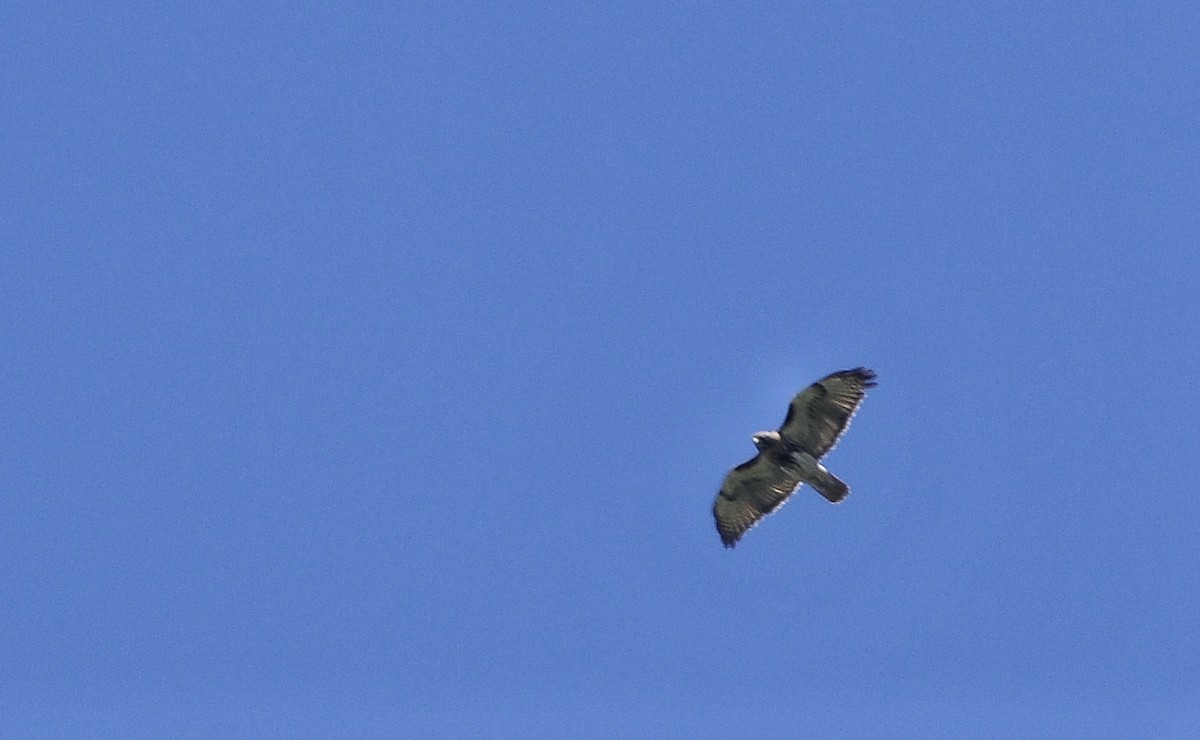 Red-tailed Hawk - ML618567517