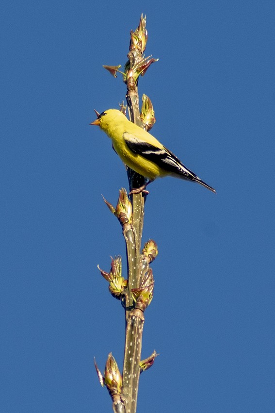 American Goldfinch - ML618567525