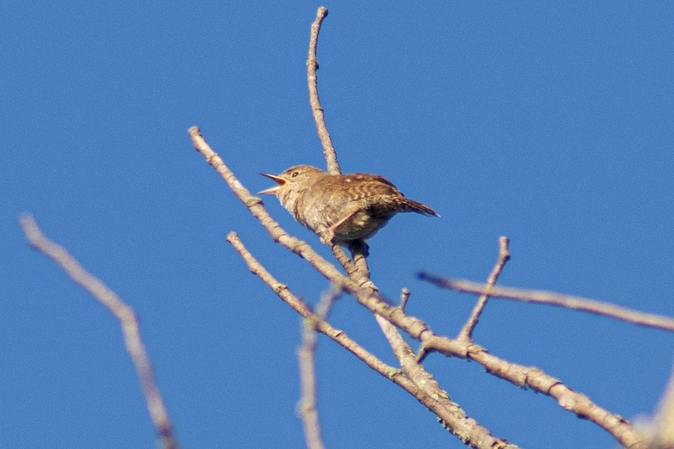 House Wren - ML618567535