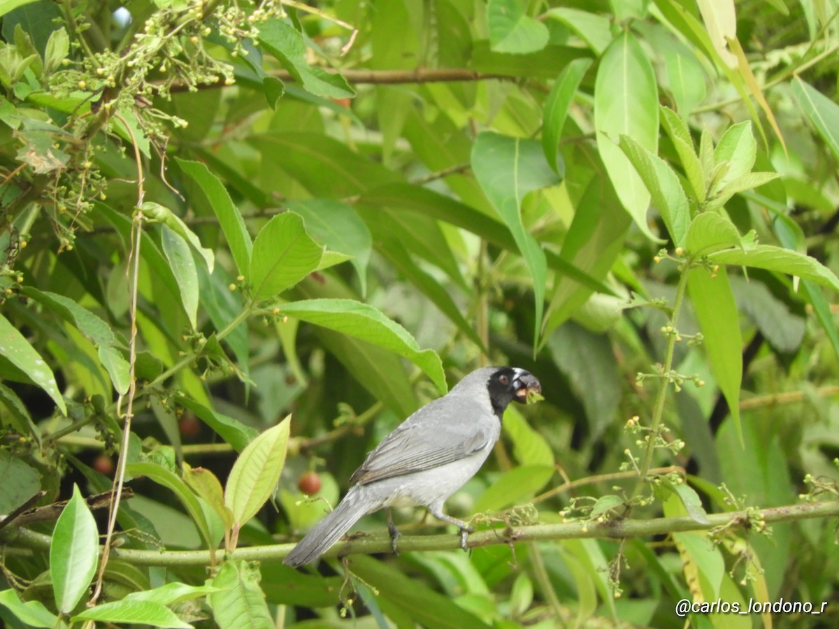 Black-faced Tanager - Carlos Londoño